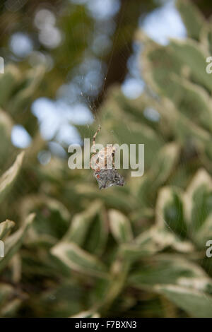 Jardin Spider Araneus Diadematus (Croix) permet de voler et l'enveloppe de soie Banque D'Images