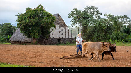 Une simple charrue tirée par deux boeufs, agriculteur cubain sur une charrue bovins, Viñales, Cuba, Pinar del Rio, Cuba, l'Amérique du Nord Banque D'Images