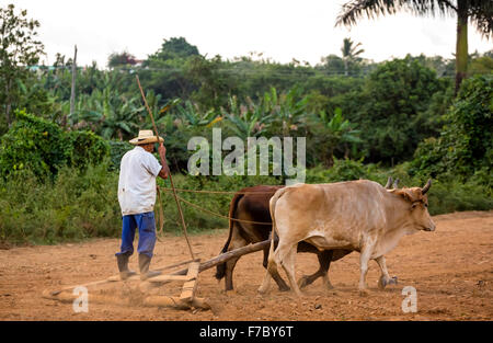 Une herse simple tirée par deux oxen, fermier cubain sur une herse simple tirée par deux oxen, Viñales, Cuba, Pinar del Rio, Cuba, Amérique du Nord Banque D'Images