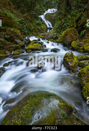 Beau bouquet Creek Falls dans le Parc National Olympique de Washington. Banque D'Images