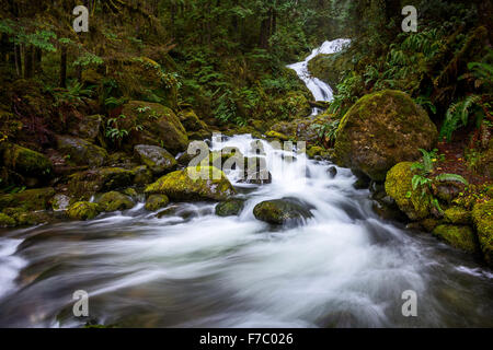 Beau bouquet Creek Falls dans le Parc National Olympique de Washington. Banque D'Images