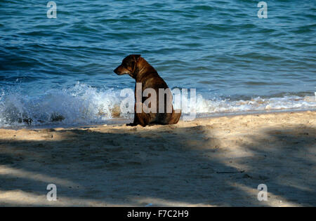 Chien reposant sur la plage près de la vagues Banque D'Images