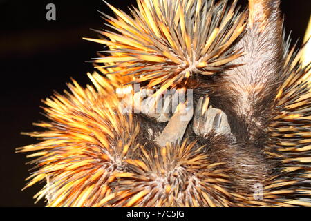 Échidné à nez court (Tachyglossus aculeatu) en Australie Banque D'Images