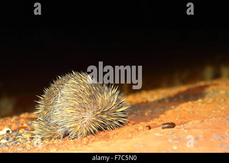 Échidné à nez court (Tachyglossus aculeatu) en Australie Banque D'Images