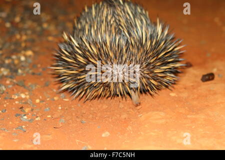 Échidné à nez court (Tachyglossus aculeatu) en Australie Banque D'Images