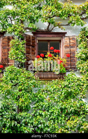 Fenêtre avec des fleurs rouges, Hallstatt, Salzkammergut, Autriche Banque D'Images