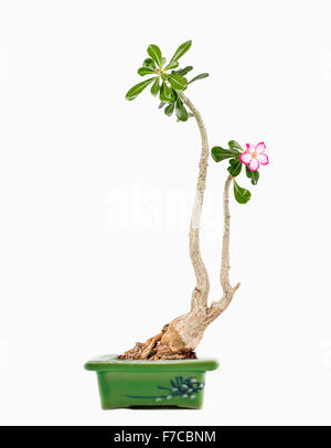 Adenium obesum espèces de plantes à fleurs en pot vert dans la famille l'apocyn, Apocynaceae. Banque D'Images