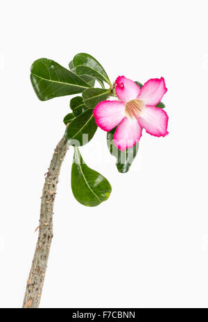 Adenium obesum espèces de plantes à fleurs en pot vert dans la famille l'apocyn, Apocynaceae. Banque D'Images