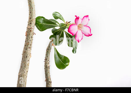Adenium obesum espèces de plantes à fleurs en pot vert dans la famille l'apocyn, Apocynaceae. Banque D'Images