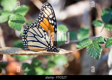 Papillon monarque perché sur une feuille sèche Banque D'Images