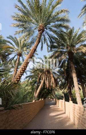 Date palm tees à Oasis à Al Ain Émirats Arabes Unis. Site du patrimoine mondial de l'UNESCO Banque D'Images