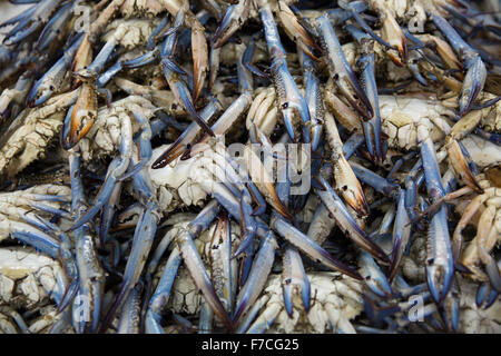 Marché aux poissons Deira Dubai Banque D'Images