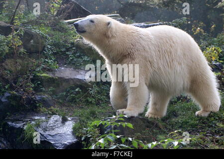 Les ours polaire (Ursus maritimus) sniffing, décrochant un parfum à côté d'un petit ruisseau Banque D'Images