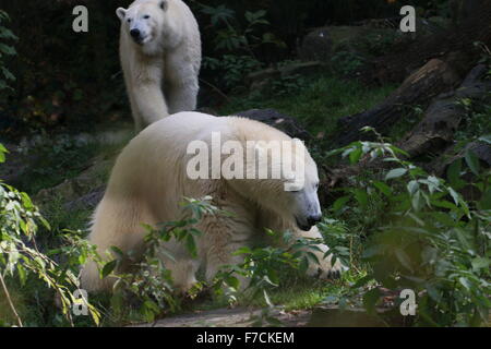 Deux femmes matures les ours polaires (Ursus maritimus), l'un poursuivant l'autre Banque D'Images