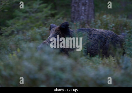 Sanglier effrayé / porc sauvage ( sus scrofa ) brise à travers le sous-bois épais d'une forêt de conifères à l'aube, la faune, l'Europe. Banque D'Images