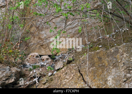 Très jeunes du nord de l'Eagle hiboux ( Bubo bubo ) assis à côté de chaque dans leur cavité de nidification, site de nidification dans une ancienne carrière, la faune. Banque D'Images