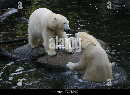 Deux feisty les ours polaires (Ursus maritimus) qui s'affrontent sur la rive, un ours à la surface de l'eau Banque D'Images