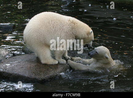 Deux spirited les ours polaires (Ursus maritimus) s'affronter sur le rivage, l'un grognement, d'autres à la surface de l'eau Banque D'Images