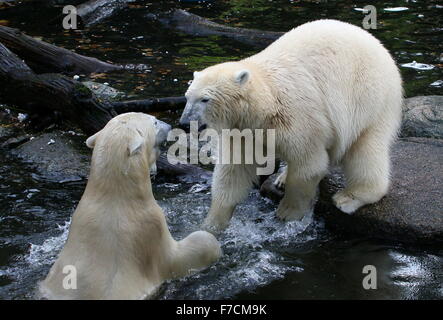 Deux femelles agressives des ours polaires (Ursus maritimus) combats et qui s'affrontent sur la rive Banque D'Images