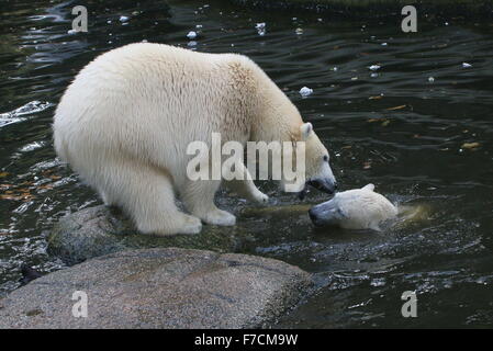 Deux femmes l'ours polaire (Ursus maritimus) s'affronter sur le rivage, l'un grognement, d'autres à la surface de l'eau Banque D'Images