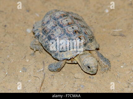 Tortue mouchetée d'Afrique du Sud Le Cap ou Padloper (Homopus signatus), plus petite tortue - tenues que dans le Zoo Artis d'Amsterdam Banque D'Images