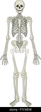 La squelette détaillé Illustration de Vecteur