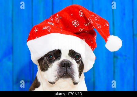 Funny dog Boston Terrier avec xmas cap Banque D'Images