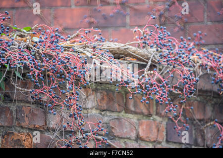 Tiges rouge automne et baies bleu foncé de Virginia creeper's berries sur le mur de brique du Parthenocissus tricuspidata Parthenosiccus Banque D'Images