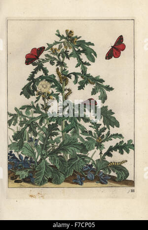 Espèce de cinabre, Tyria jacobaeae, chenille et chrysalide le séneçon jacobée plante, Jacobaea vulgaris. Saint Jans beestje. Coloriée à la gravure sur cuivre gravé et dessiné par Jacob l'Naauwkeurige Waarneemingen dans l'amiral omtrent de veranderingen van veele Insekten (descriptions précises des métamorphoses des insectes), J. Sluyter, Amsterdam, 1774. Pour cette deuxième édition, M. Houttuyn ajouté un autre huit plaques pour l'original 25. Banque D'Images