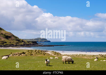 Le pâturage des moutons de l'herbage dans "machair" ci-dessus des dunes de sable avec vue sur la côte à Calgary Bay Ile de Mull Western Isles Hébrides intérieures Ecosse UK Banque D'Images