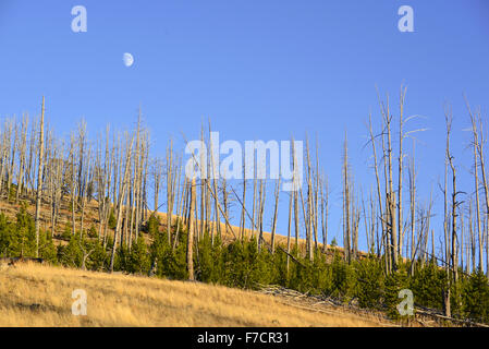 Les forêts de pins avec une nouvelle croissance après les incendies de forêts de 1988, brûlé de grandes sections du Parc National de Yellowstone, Wyoming, USA Banque D'Images
