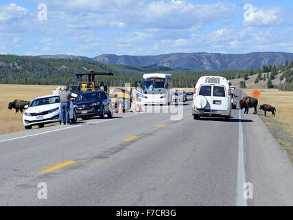 Confiture de bison dans le Parc National de Yellowstone, Wyoming, USA Banque D'Images