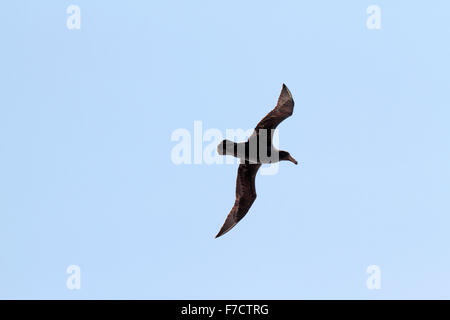 Pétrel géant, Macronectes giganteus, plumage immature. La Province de Chubut, Patagonie, Argentine. Banque D'Images