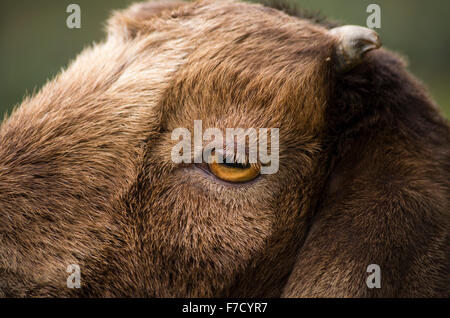 Close up de l'œil et le visage d'une chèvre brune Banque D'Images