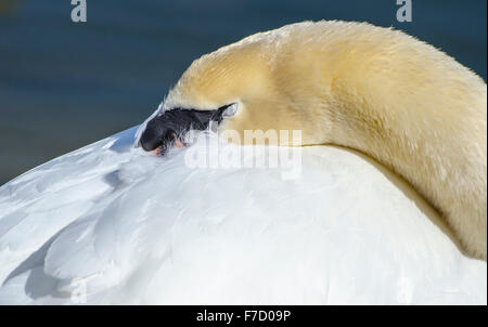 Blanc adultes Cygne muet (Cygnus olor) reposant sur le bord de l'eau avec les yeux fermé au printemps au Royaume-Uni. Banque D'Images