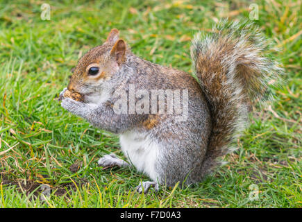 L'Écureuil gris (Sciurus carolinensis) assis sur l'herbe en mangeant des noix. Banque D'Images