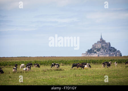 Image en couleur de certaines vaches Holstein en face du Mont Saint Michel en Normandie, France. Banque D'Images