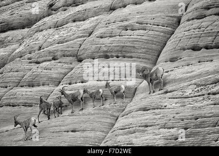 Mouflons sur Checkerboard Mesa. Zion National Park, UT Banque D'Images