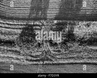 Vue aérienne vers le bas à la verticale sur les terres agricoles et d'arbres avec des lignes parallèles et des ombres Banque D'Images