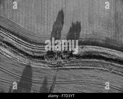 Vue aérienne vers le bas à la verticale sur les terres agricoles et d'arbres avec des lignes parallèles et des ombres Banque D'Images