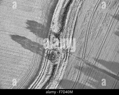 Vue aérienne vers le bas à la verticale sur les terres agricoles et d'arbres avec des lignes parallèles et des ombres Banque D'Images