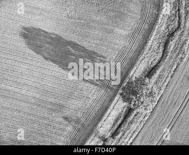 Vue aérienne vers le bas à la verticale sur les terres agricoles et d'arbres avec des lignes parallèles et des ombres Banque D'Images