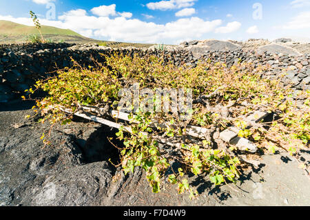 Vigne enterré dans un trou profond dans le sol, et entouré d'un mur de protection pour conserver à l'abri du vent à un vignoble à Lanzarote Banque D'Images