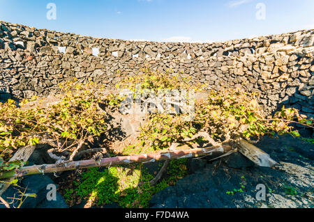 Vigne enterré dans un trou profond dans le sol, et entouré d'un mur de protection pour conserver à l'abri du vent à un vignoble à Lanzarote Banque D'Images