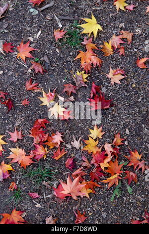 Les feuilles d'automne jaune et rouge sur le terrain Banque D'Images