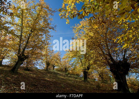 Le Parc Naturel de Sierra de Aracena, châtaigniers en automne, Aracena, Huelva province, région d'Andalousie, Espagne, Europe Banque D'Images