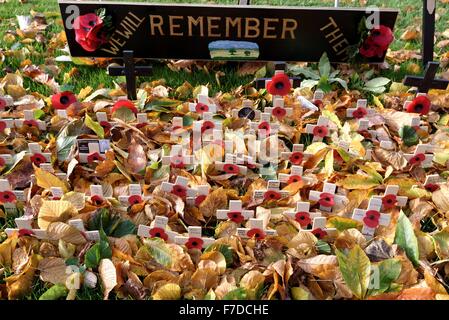 Close up of remembrance poppies couvert de feuilles d'automne Banque D'Images