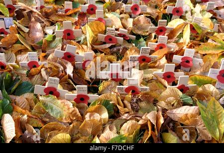 Close up of remembrance poppies couvert de feuilles d'automne Banque D'Images