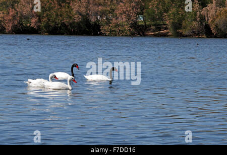 2 cygnes à col noir cygnus melancoryphus nageant dans un lac avec 2 Oies blanches. Banque D'Images