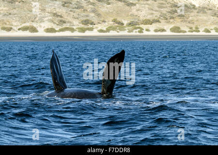 Jeune baleine franche australe (Eubalaena australis). palmes, natation sur le dos à travers sa mère. Banque D'Images